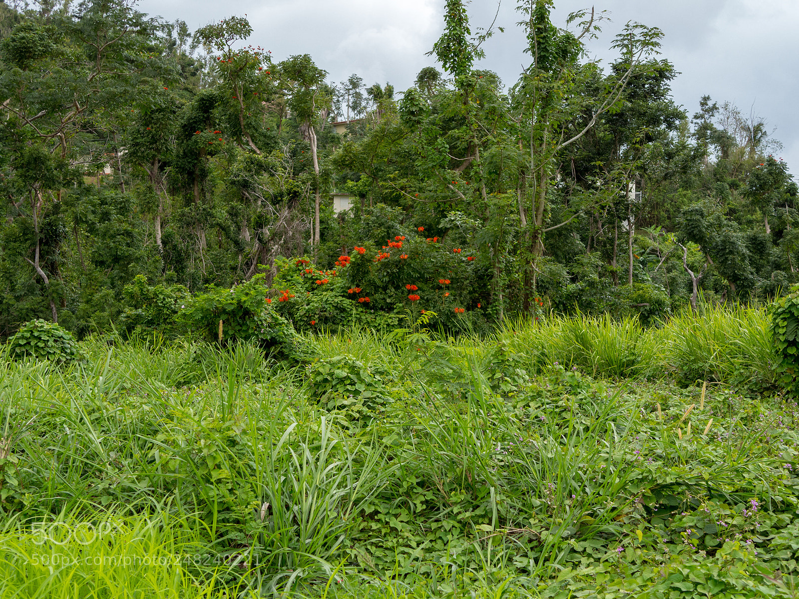 Olympus OM-D E-M10 II sample photo. El yunque 04 photography