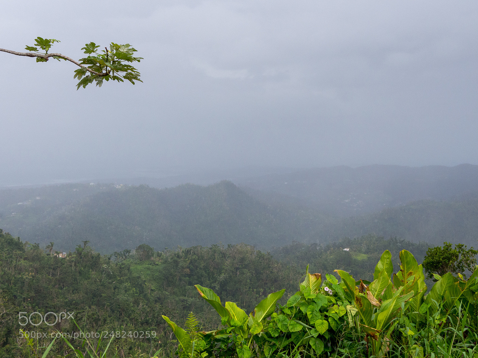 Olympus OM-D E-M10 II sample photo. El yunque 03 photography