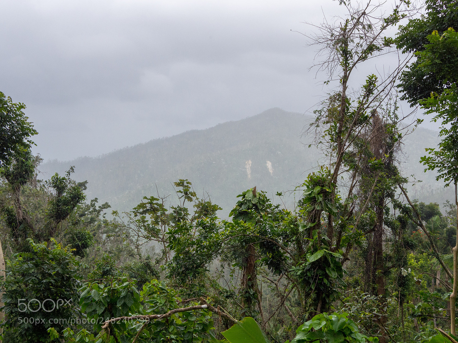 Olympus OM-D E-M10 II sample photo. El yunque 02 photography