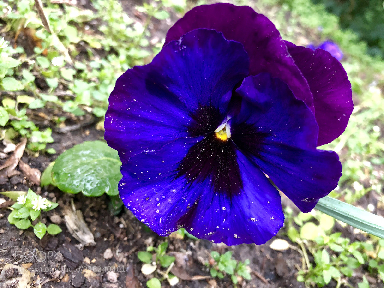 Apple iPhone X sample photo. Dirt sprinkled photography