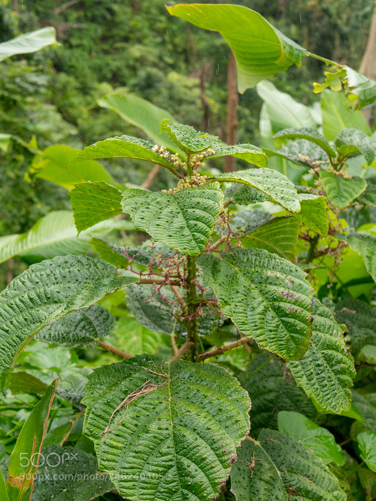 Olympus OM-D E-M10 II sample photo. La coca foliage 01 photography