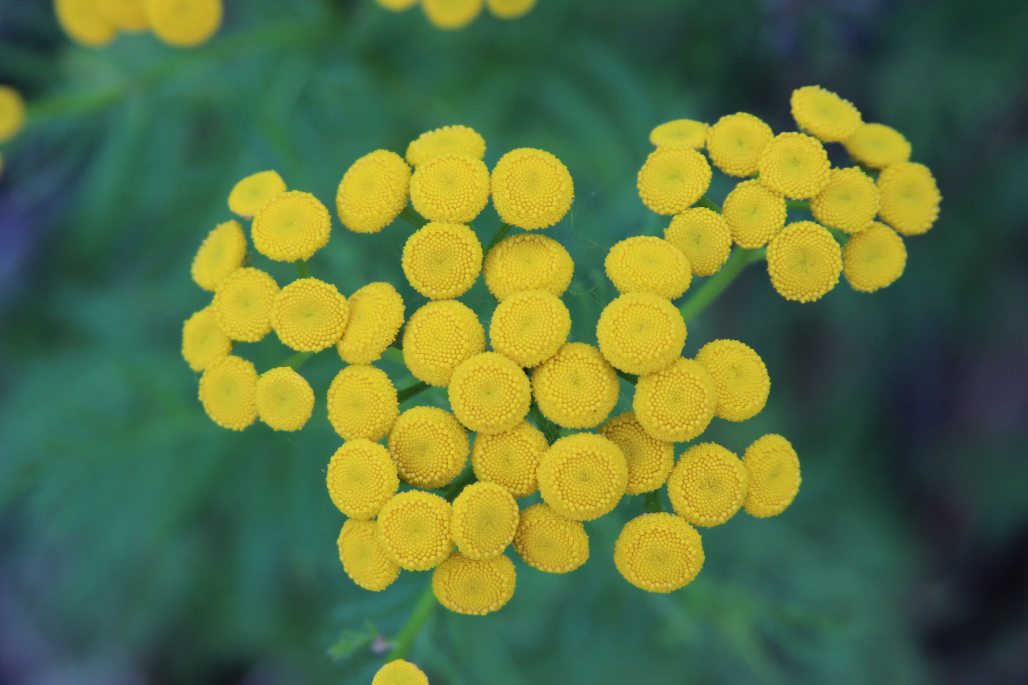 Canon EF 28-135mm F3.5-5.6 IS USM sample photo. Yellow buttons photography