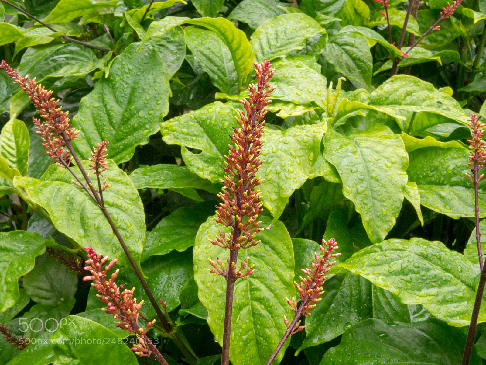 Olympus OM-D E-M10 II sample photo. La coca flower 03 photography