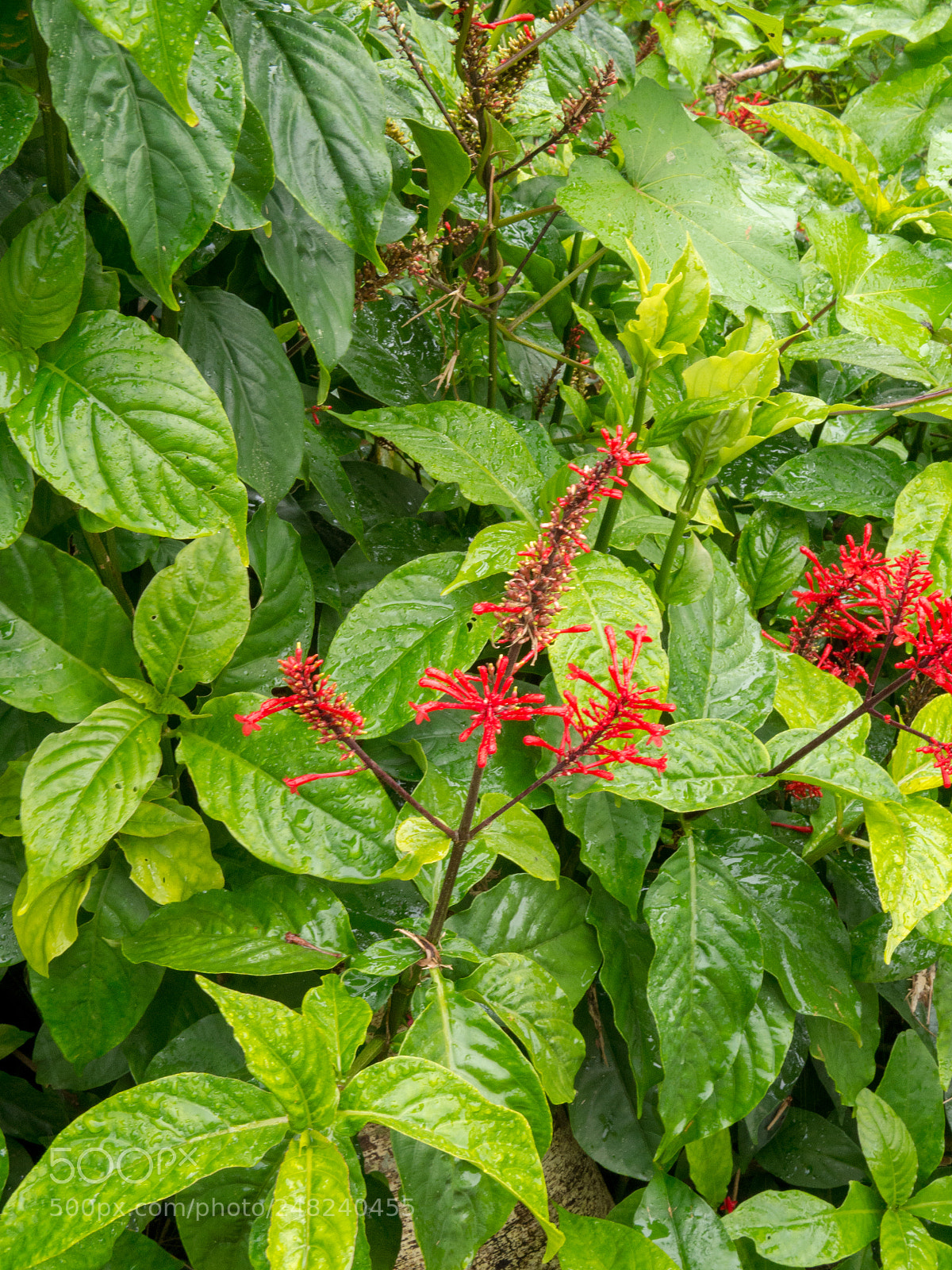 Olympus OM-D E-M10 II sample photo. La coca flower 02 photography