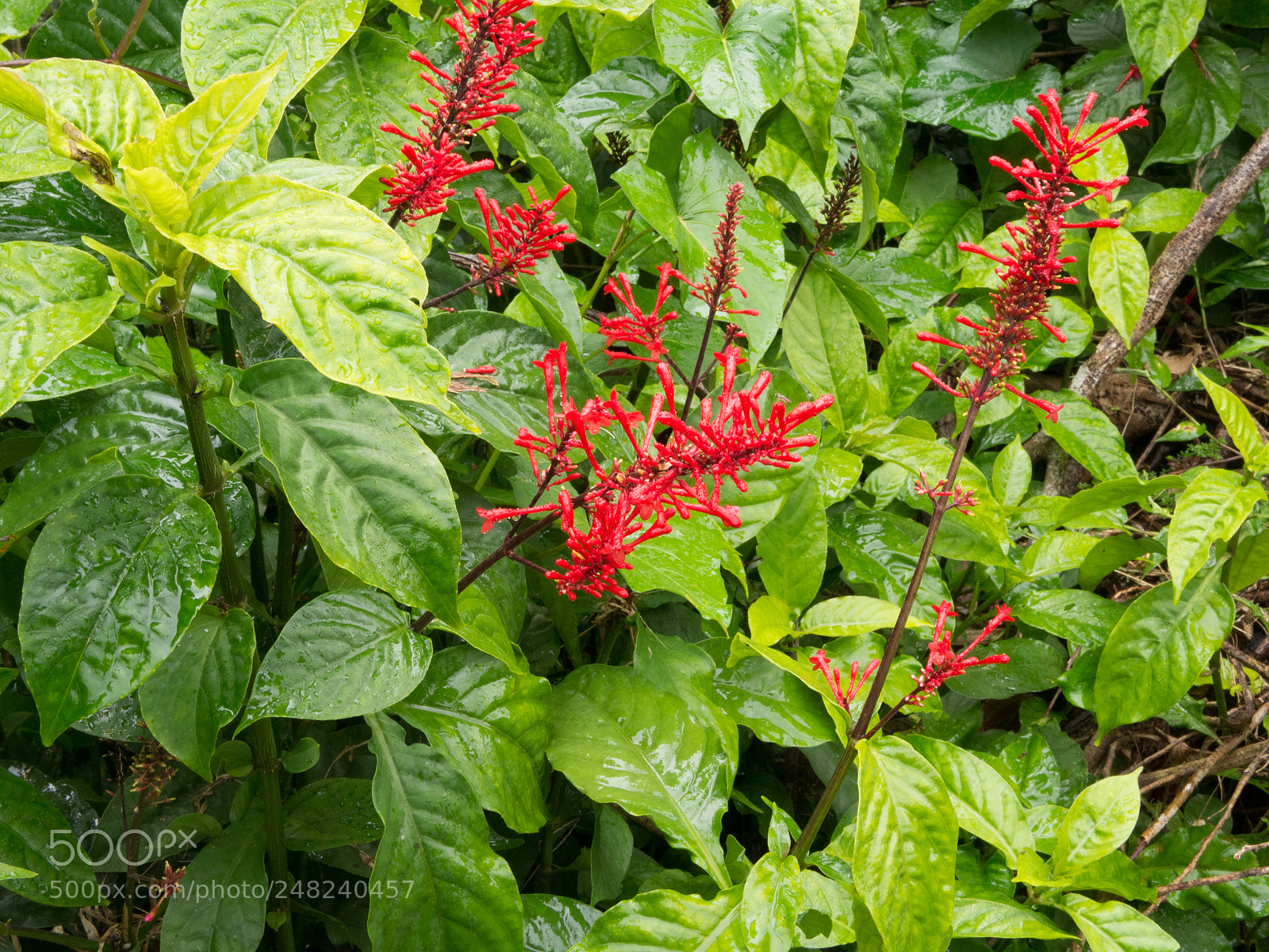 Olympus OM-D E-M10 II sample photo. La coca flower 01 photography