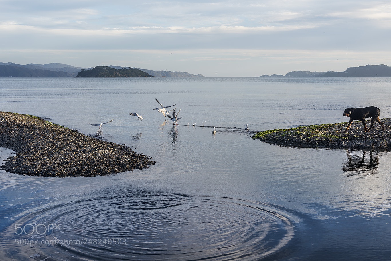 Nikon D810 sample photo. Birds photography