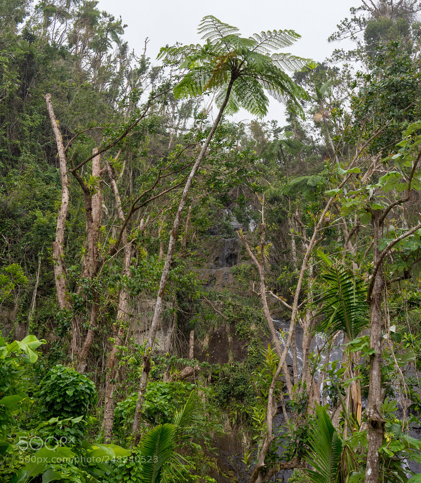 Olympus OM-D E-M10 II sample photo. El yunque 01 photography