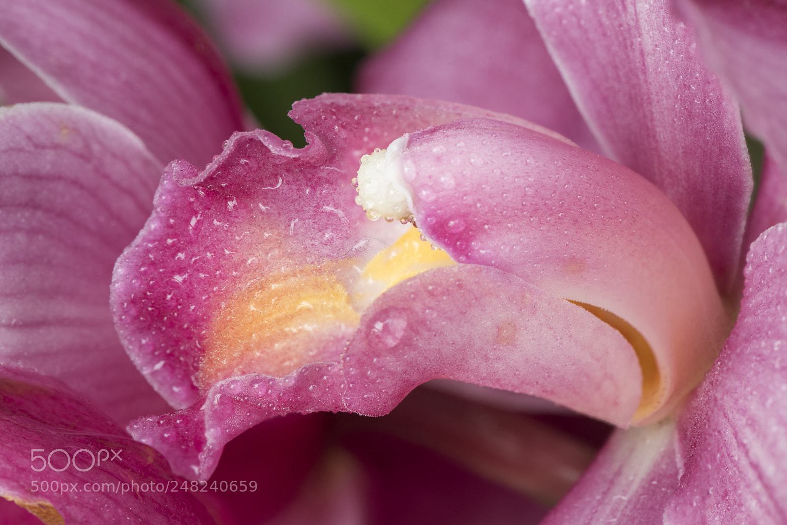 Nikon D810 sample photo. Orchid photography