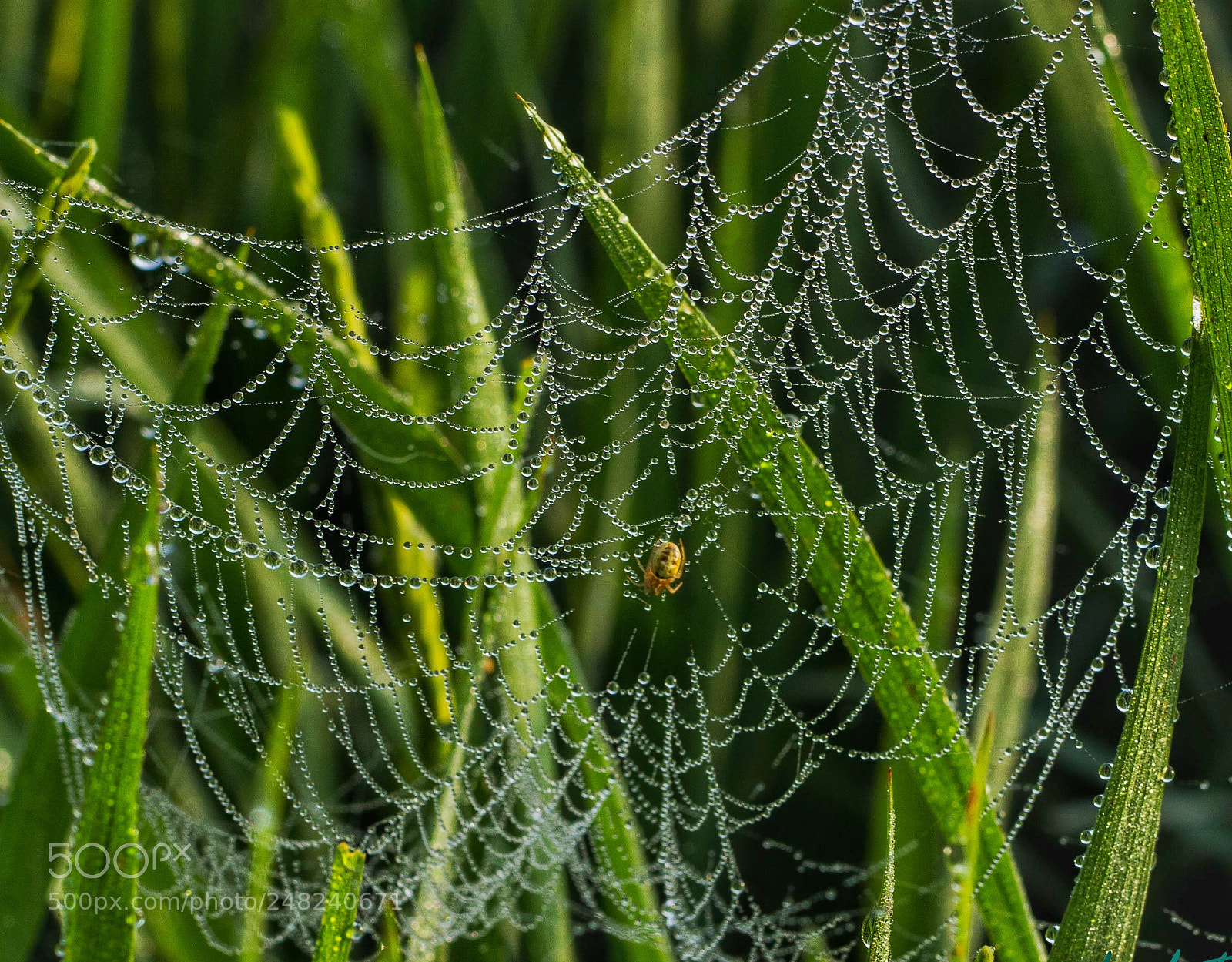 Canon EOS 7D sample photo. Spiderweb photography