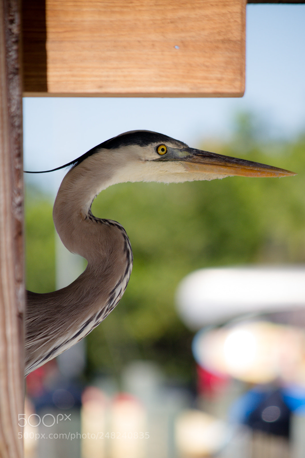 Canon EOS 7D sample photo. Beggar photography