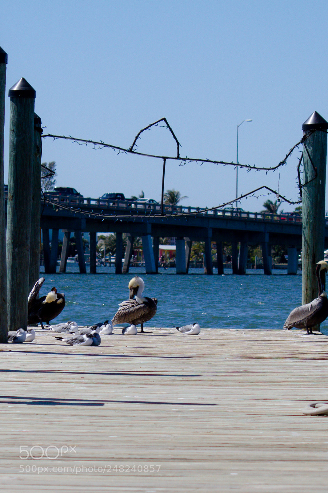 Canon EOS 7D sample photo. Fraternizing photography