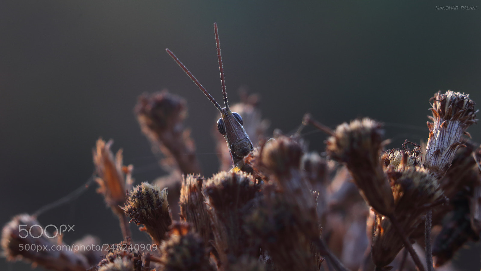 Canon EOS 80D sample photo. Grasshooper on top photography