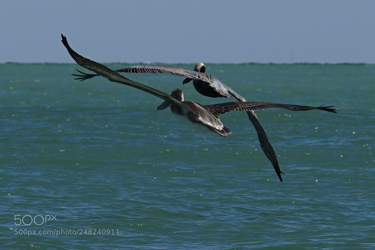 Sony a6300 sample photo. Pelican flight photography