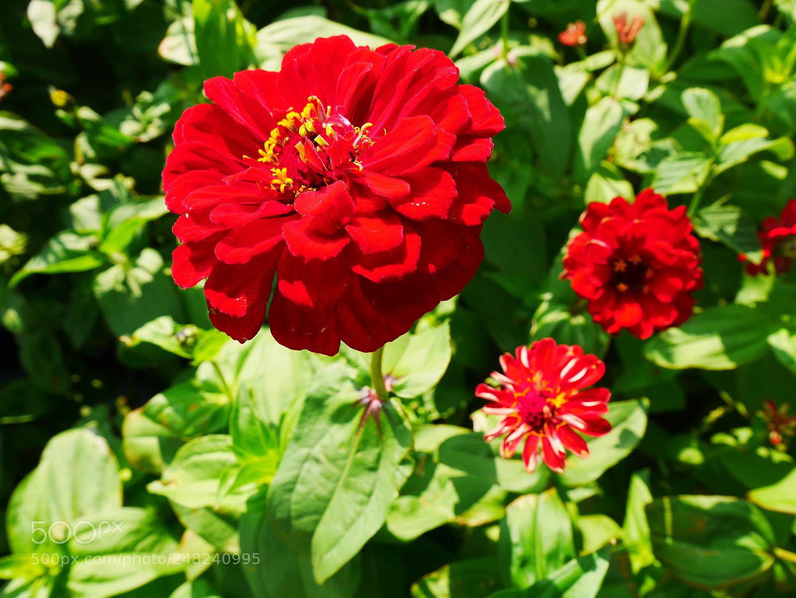 Panasonic Lumix DMC-GF7 sample photo. Puffs photography