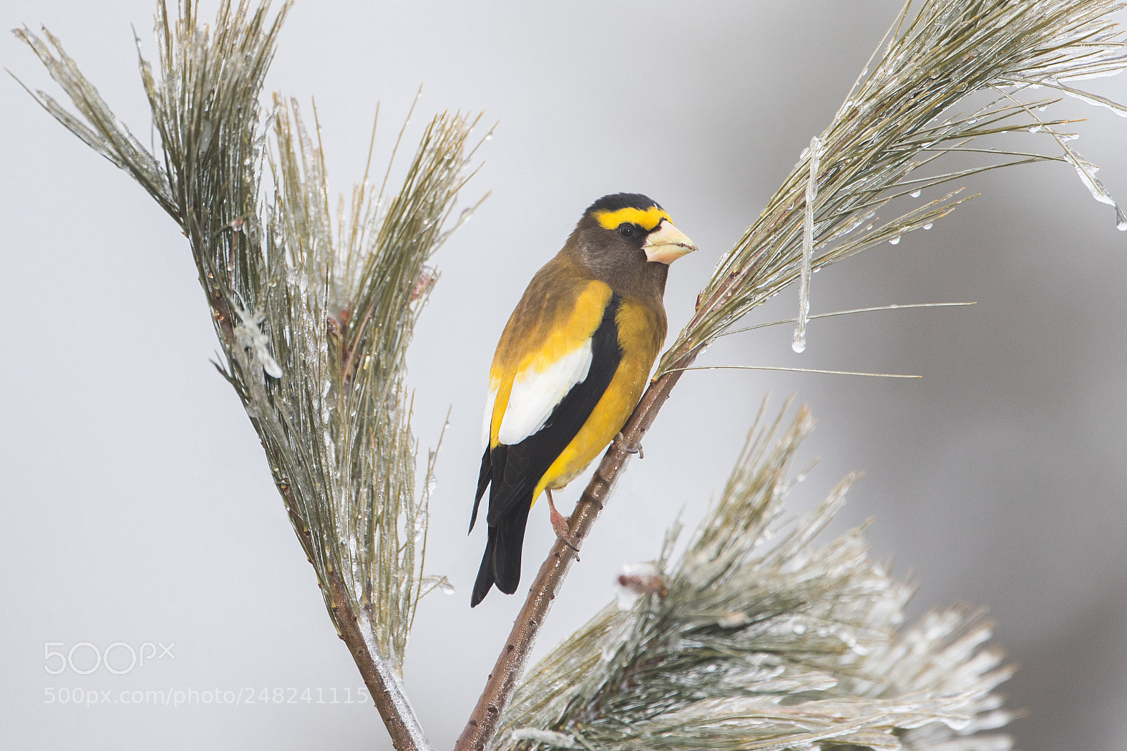Canon EOS-1D X Mark II sample photo. Evening grosbeak photography