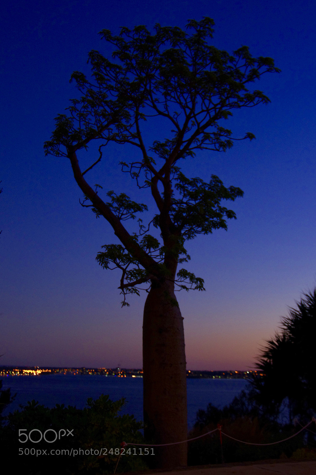 Pentax K-5 IIs sample photo. Monkey bread tree photography