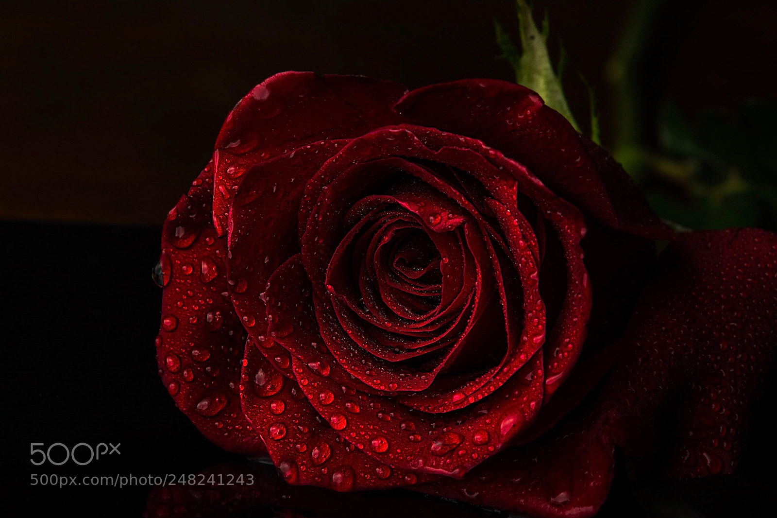 Nikon D7100 sample photo. Wet rose photography