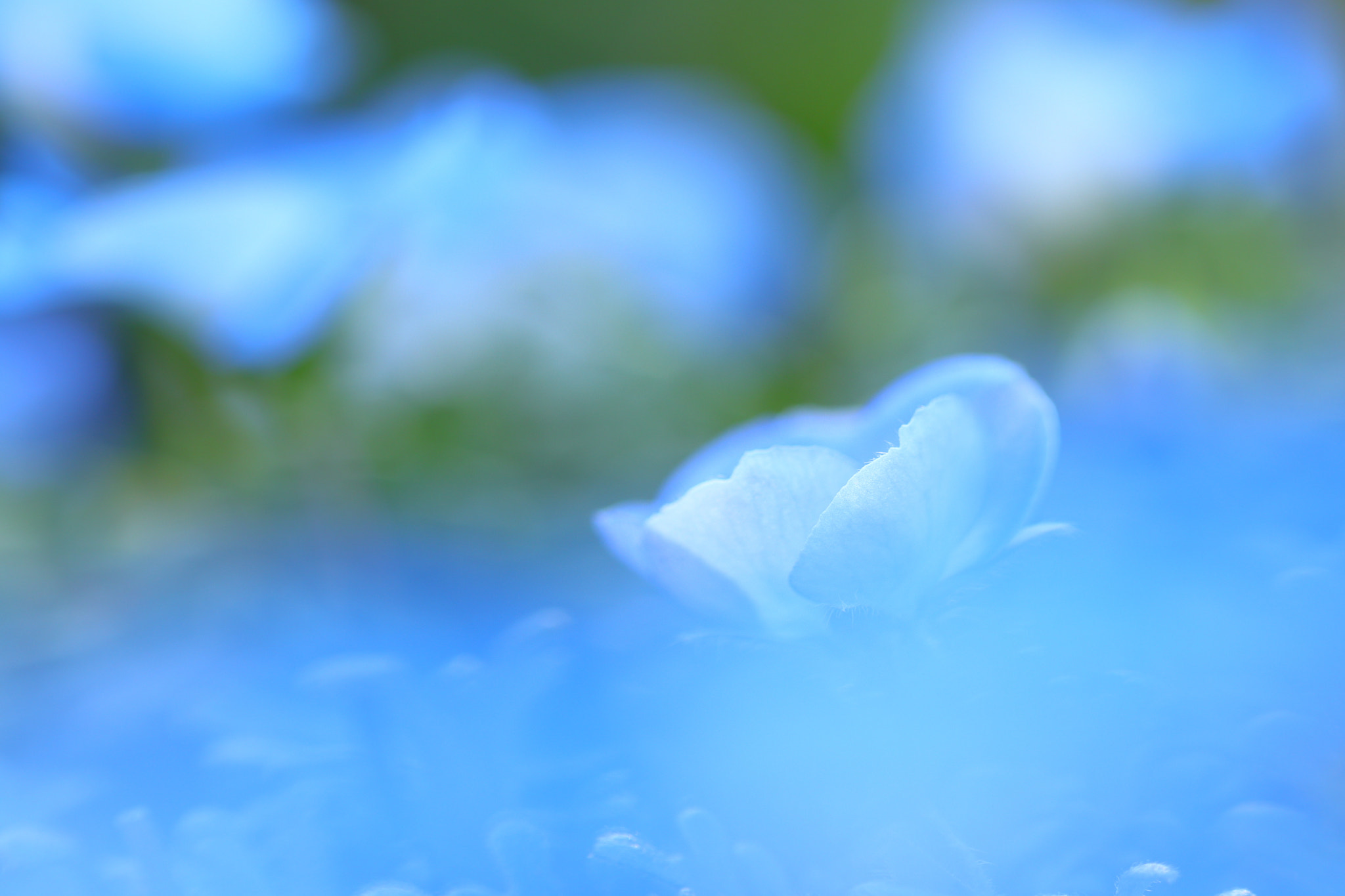 Canon EOS 200D (EOS Rebel SL2 / EOS Kiss X9) + Canon EF 100mm F2.8L Macro IS USM sample photo. Blue flowers img_0173 photography