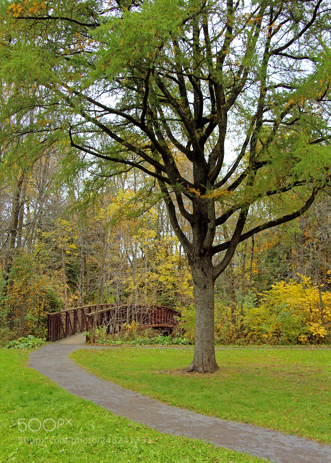 Canon EOS 700D (EOS Rebel T5i / EOS Kiss X7i) sample photo. The path i've chosen photography