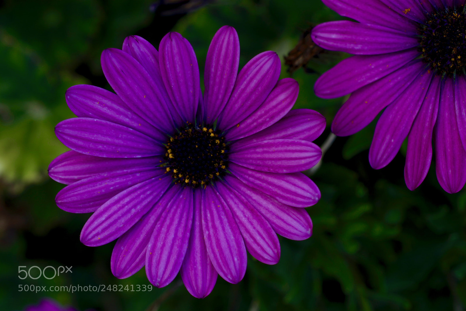 Nikon D5200 sample photo. Morado photography