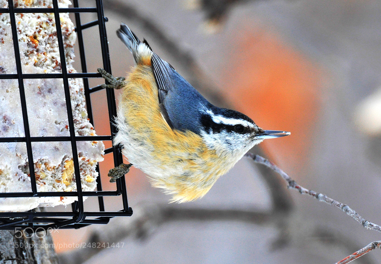 Nikon D90 sample photo. Red breasted nuthatch photography