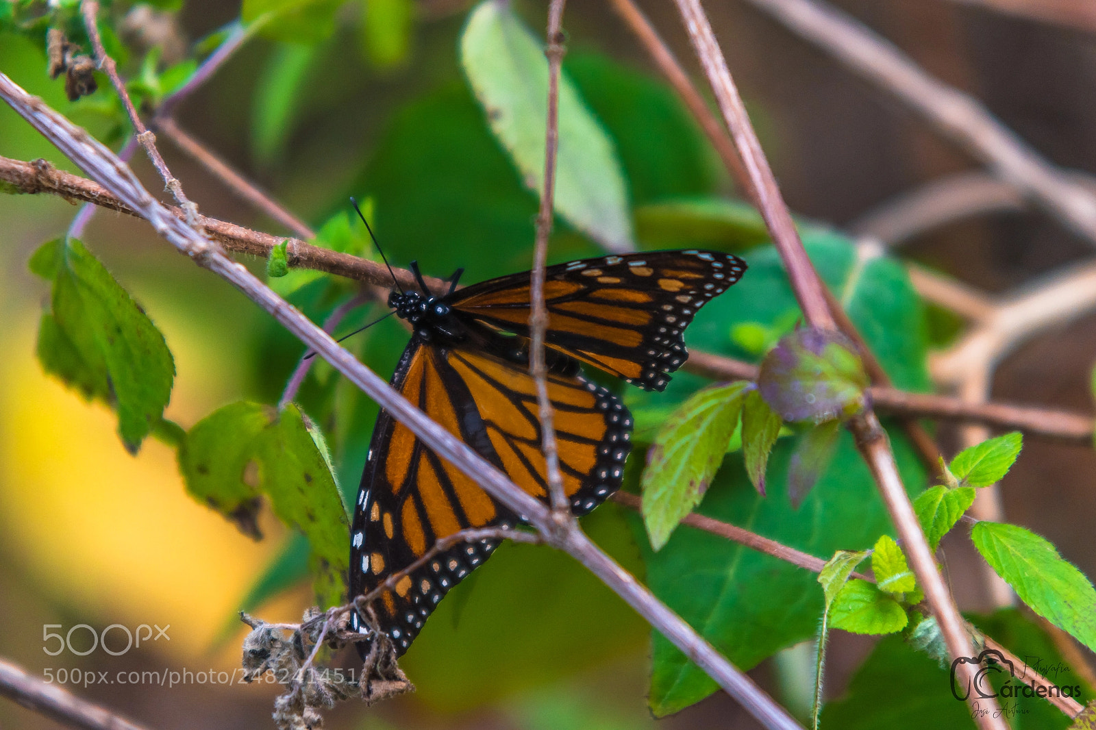 Nikon D5500 sample photo. Hiding photography