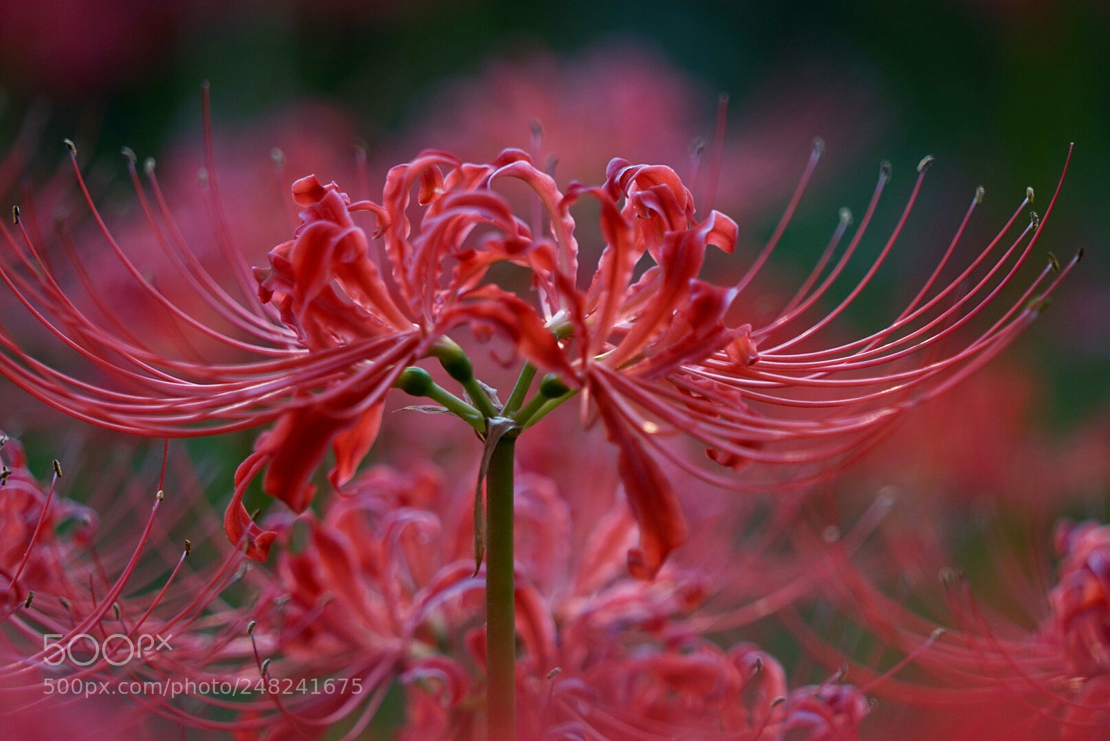 Sony a7 sample photo. 彼岸花 photography