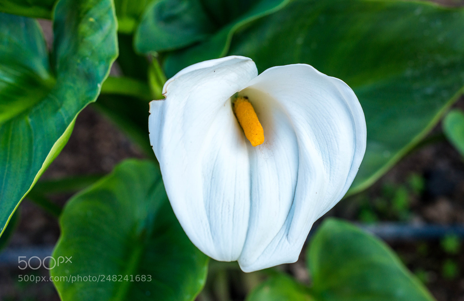 Nikon D800 sample photo. Tre photography