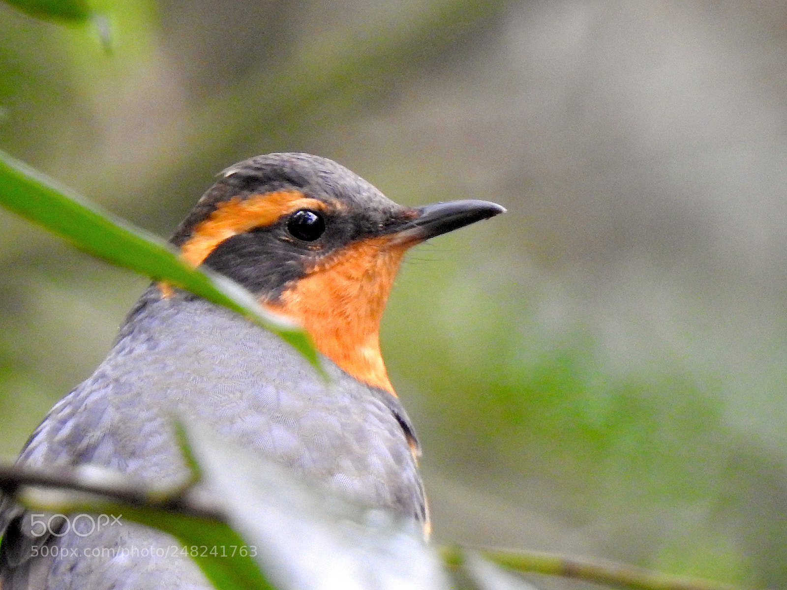 Nikon Coolpix P900 sample photo. Varied thrush photography