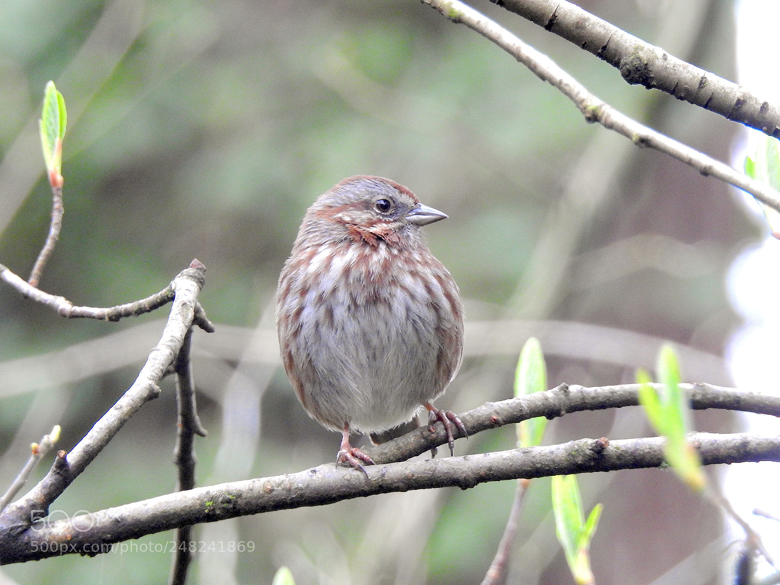 Nikon Coolpix P900 sample photo. Song sparrow photography