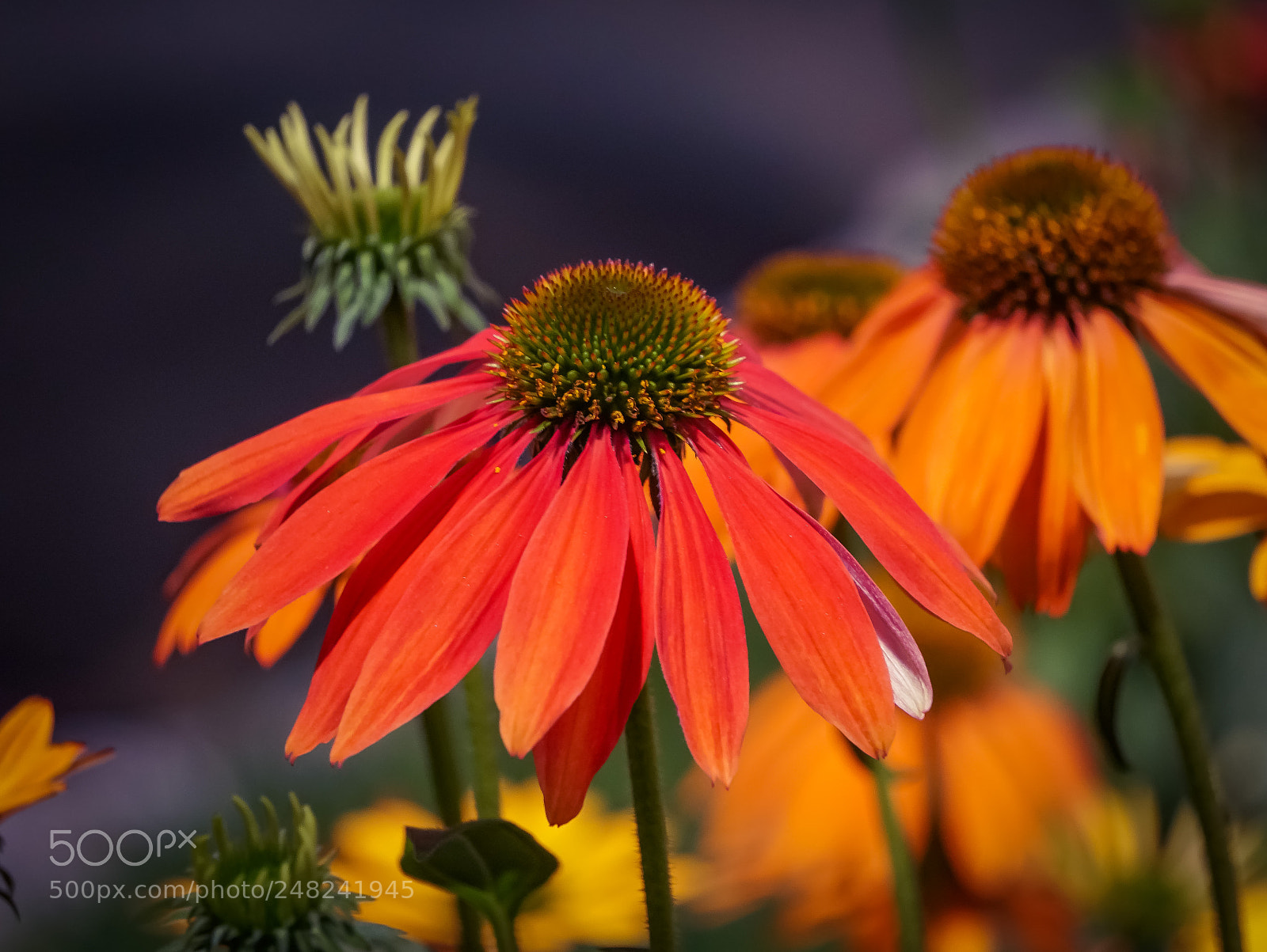 Sony a6500 sample photo. Zinnias photography