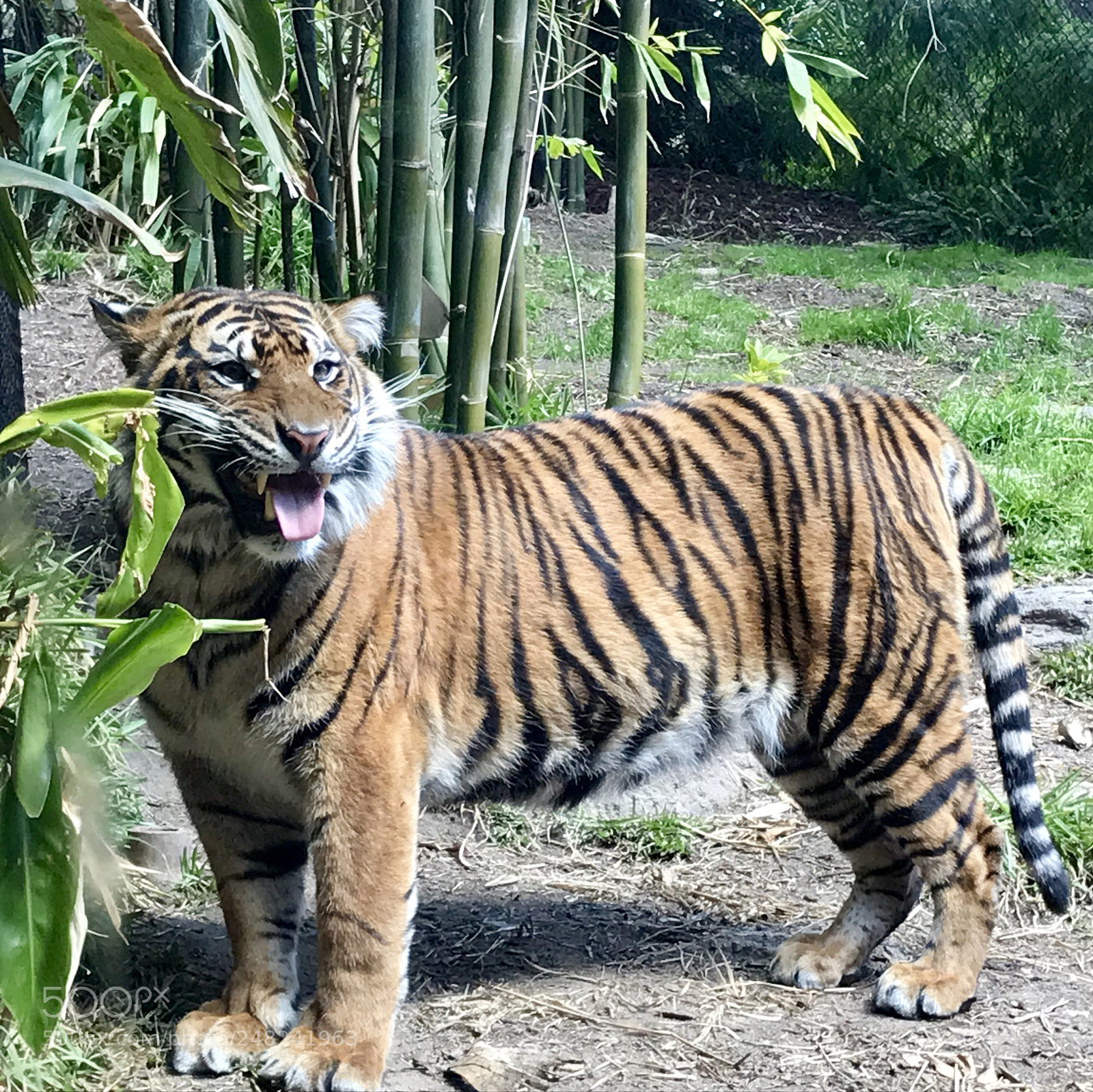Apple iPhone 7 sample photo. Sumatran tiger at san photography