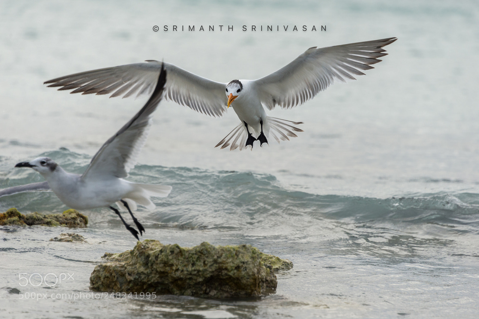Nikon D610 sample photo. Territorial dispute photography