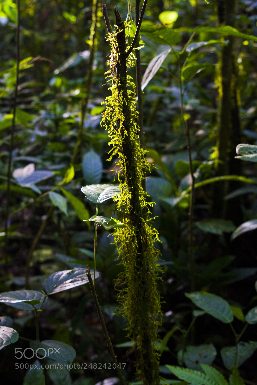 Canon EOS 1000D (EOS Digital Rebel XS / EOS Kiss F) sample photo. Green paradise photography
