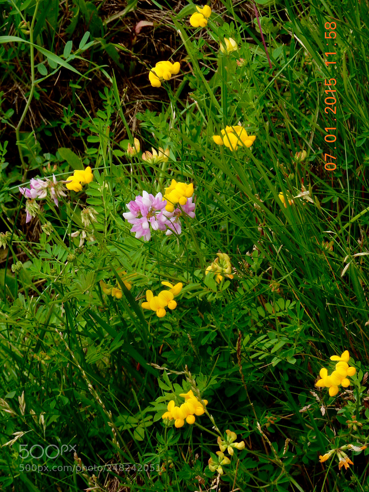 Nikon Coolpix S9900 sample photo. Springing thinking photography
