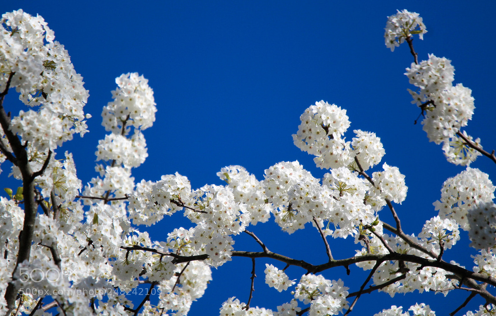 Canon EOS 1300D (EOS Rebel T6 / EOS Kiss X80) sample photo. Spring has sprung photography