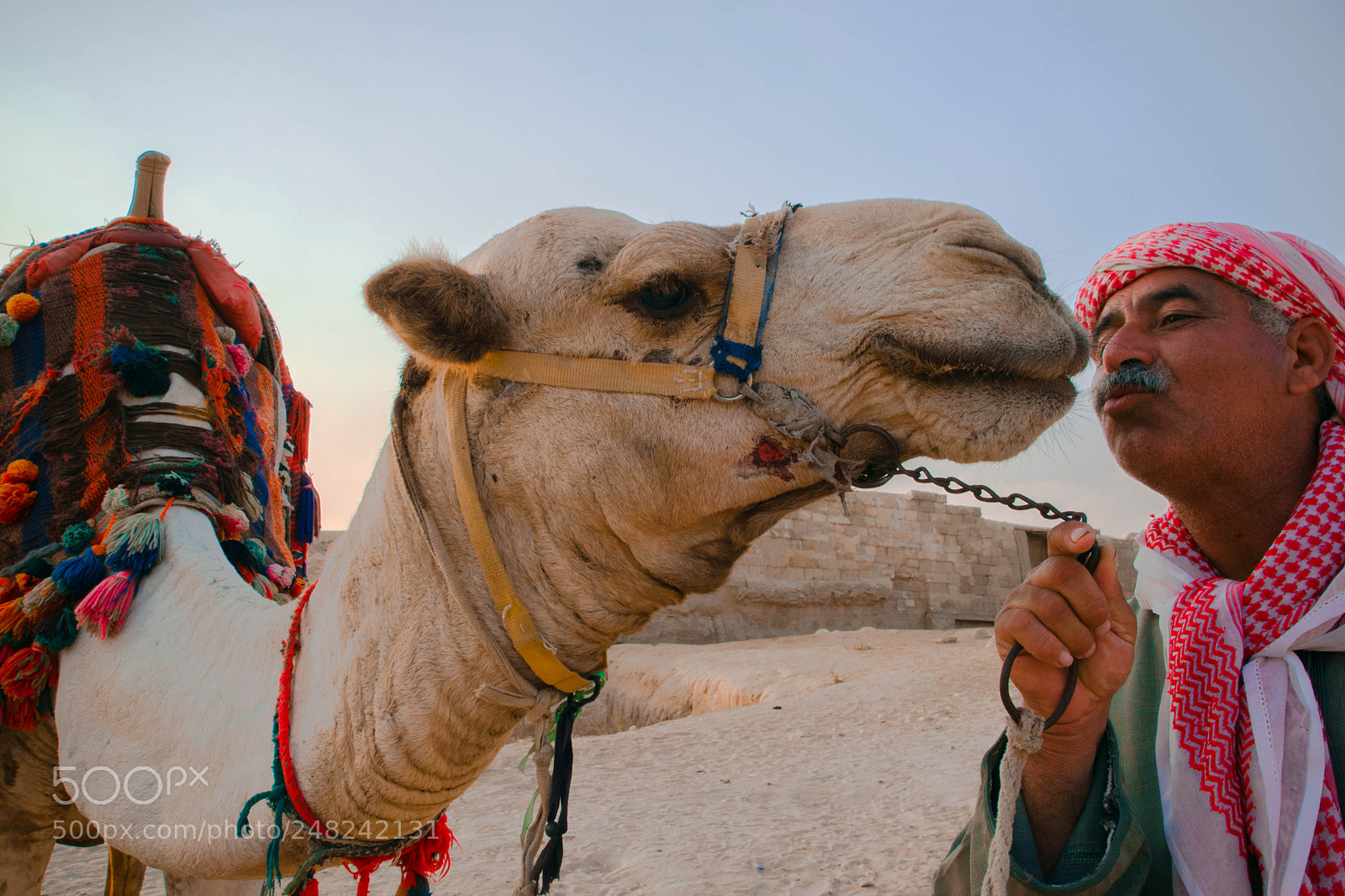 Nikon D5300 sample photo. Plight of a camel! photography
