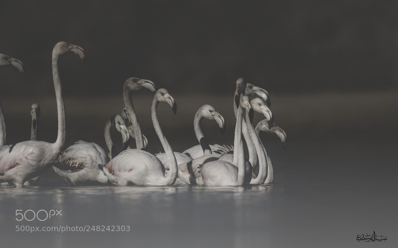 Canon EOS 7D Mark II sample photo. Flamingo photography