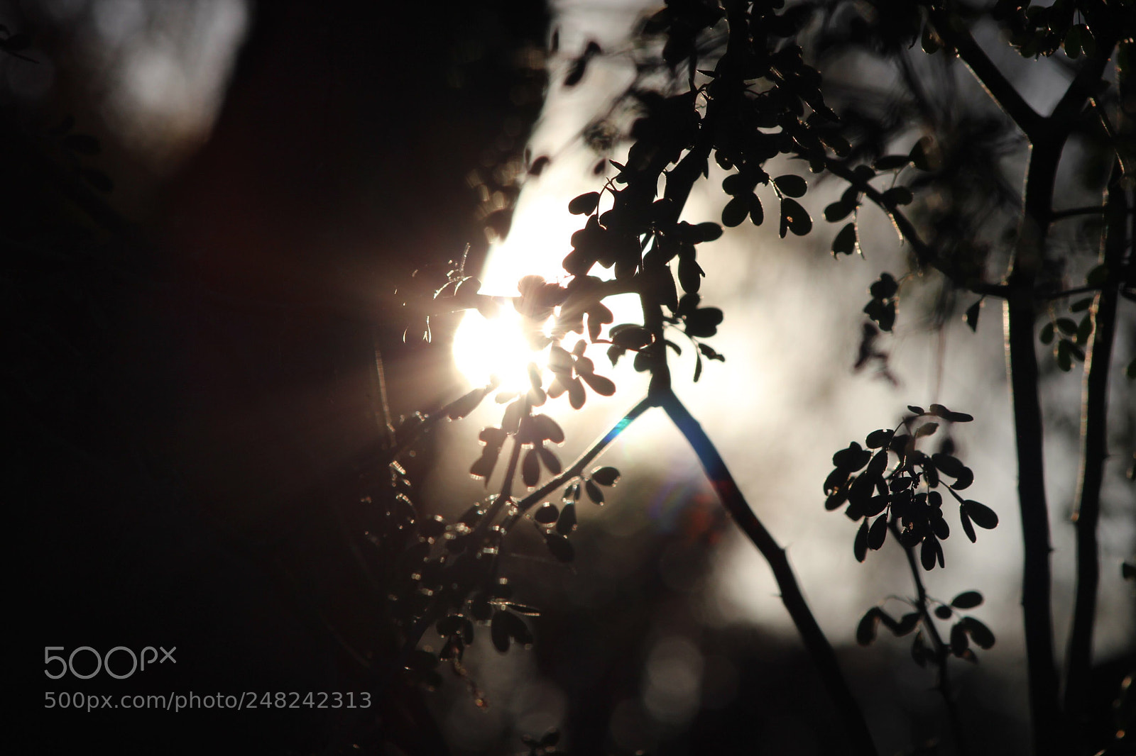 Canon EOS 600D (Rebel EOS T3i / EOS Kiss X5) sample photo. Delicate photography