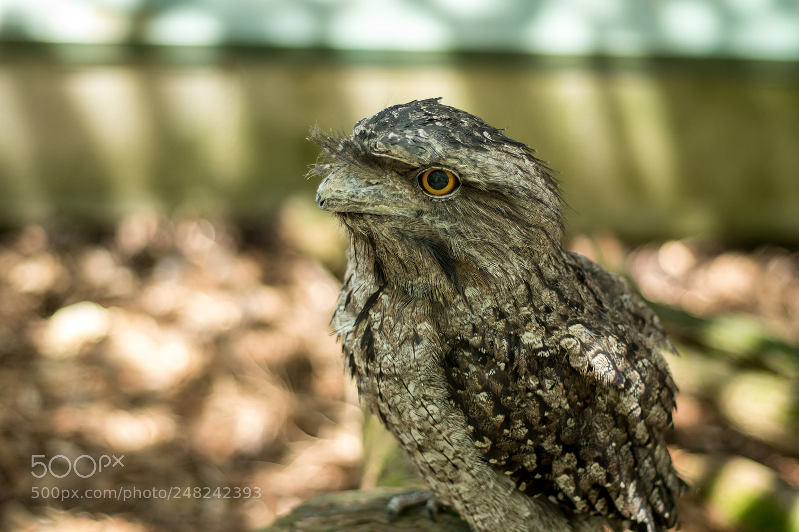 Canon EOS 7D Mark II sample photo. Frogmouth photography