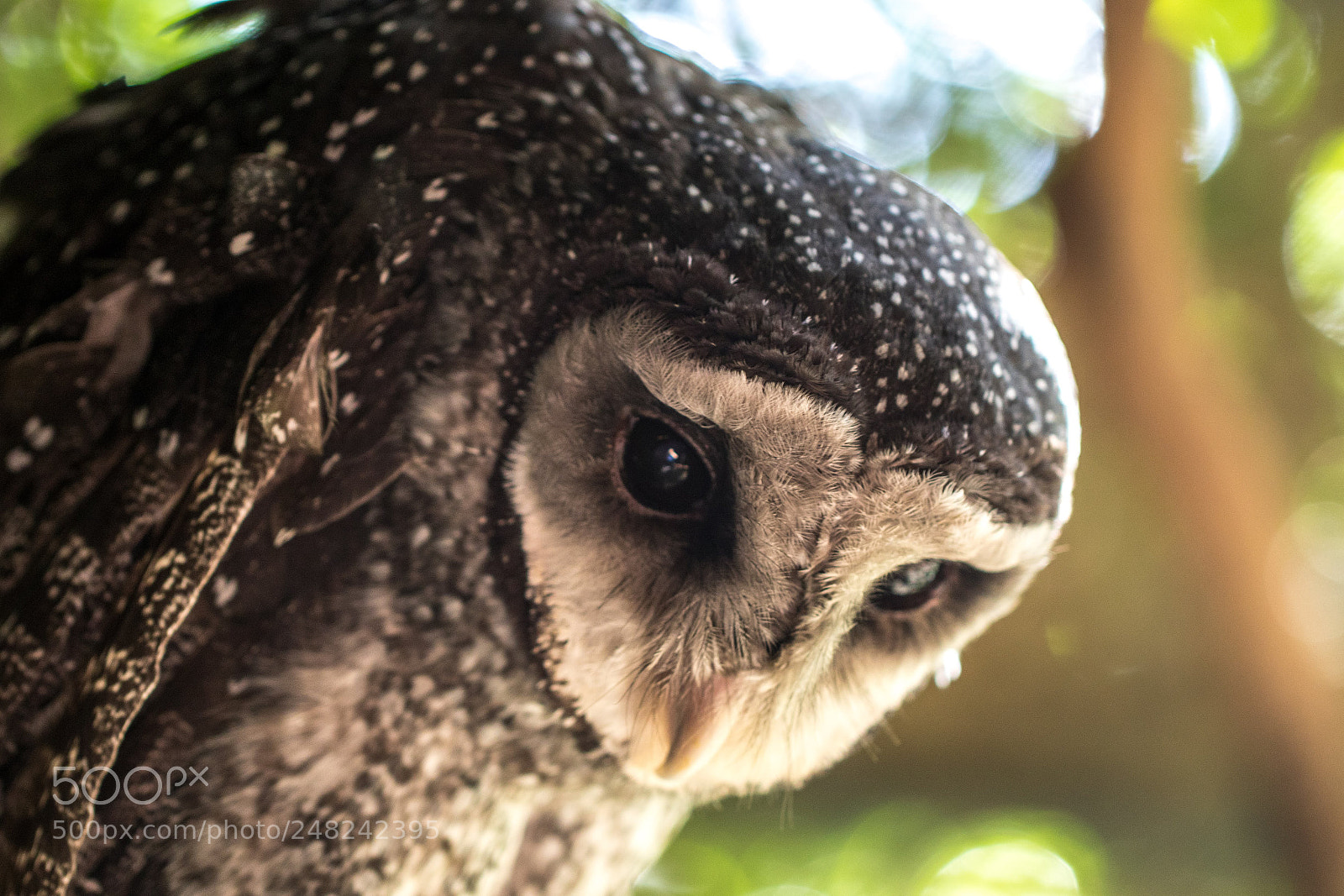 Canon EOS 7D Mark II sample photo. Owl photography