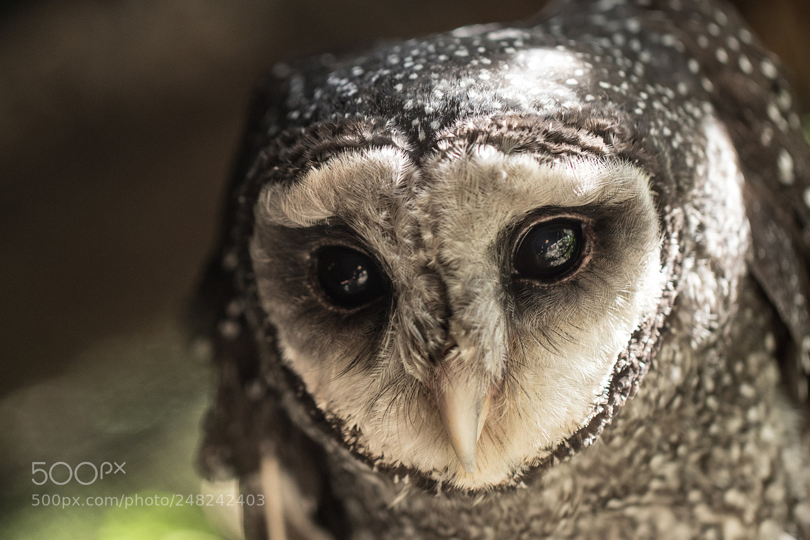Canon EOS 7D Mark II sample photo. Owl photography