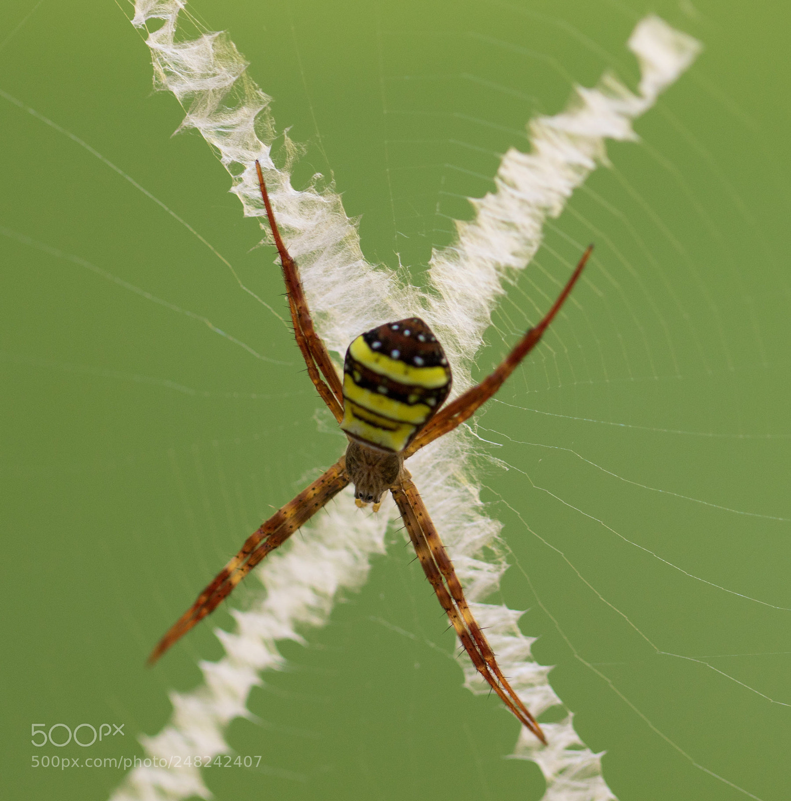 Canon EOS 7D Mark II sample photo. Snt. andrew's cross spider photography