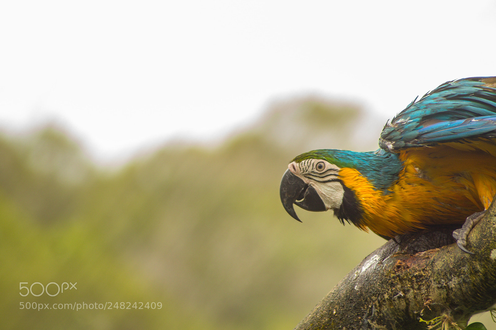 Canon EOS 7D Mark II sample photo. Parrot photography