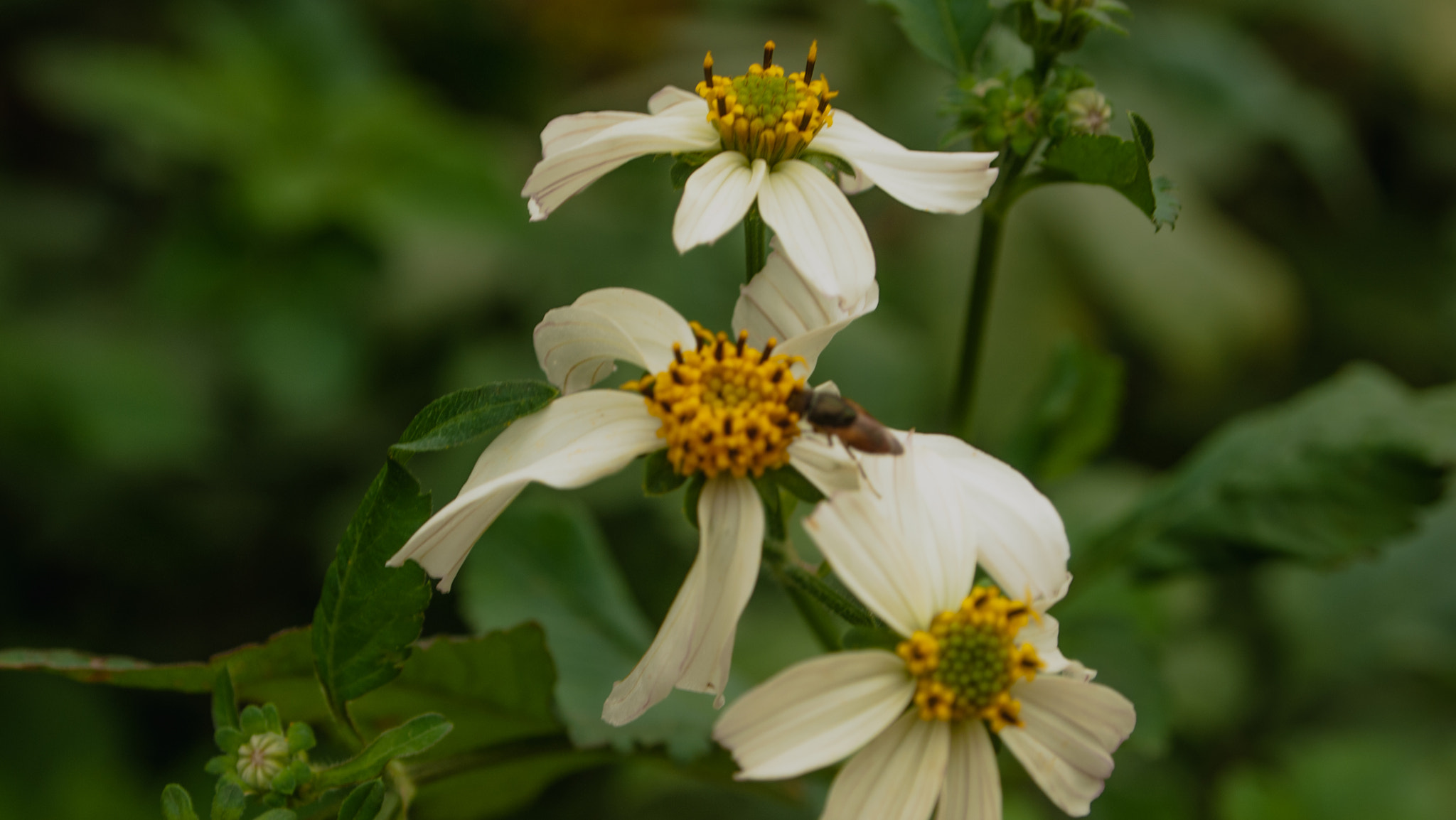 Olympus PEN E-P1 sample photo. Flower photography
