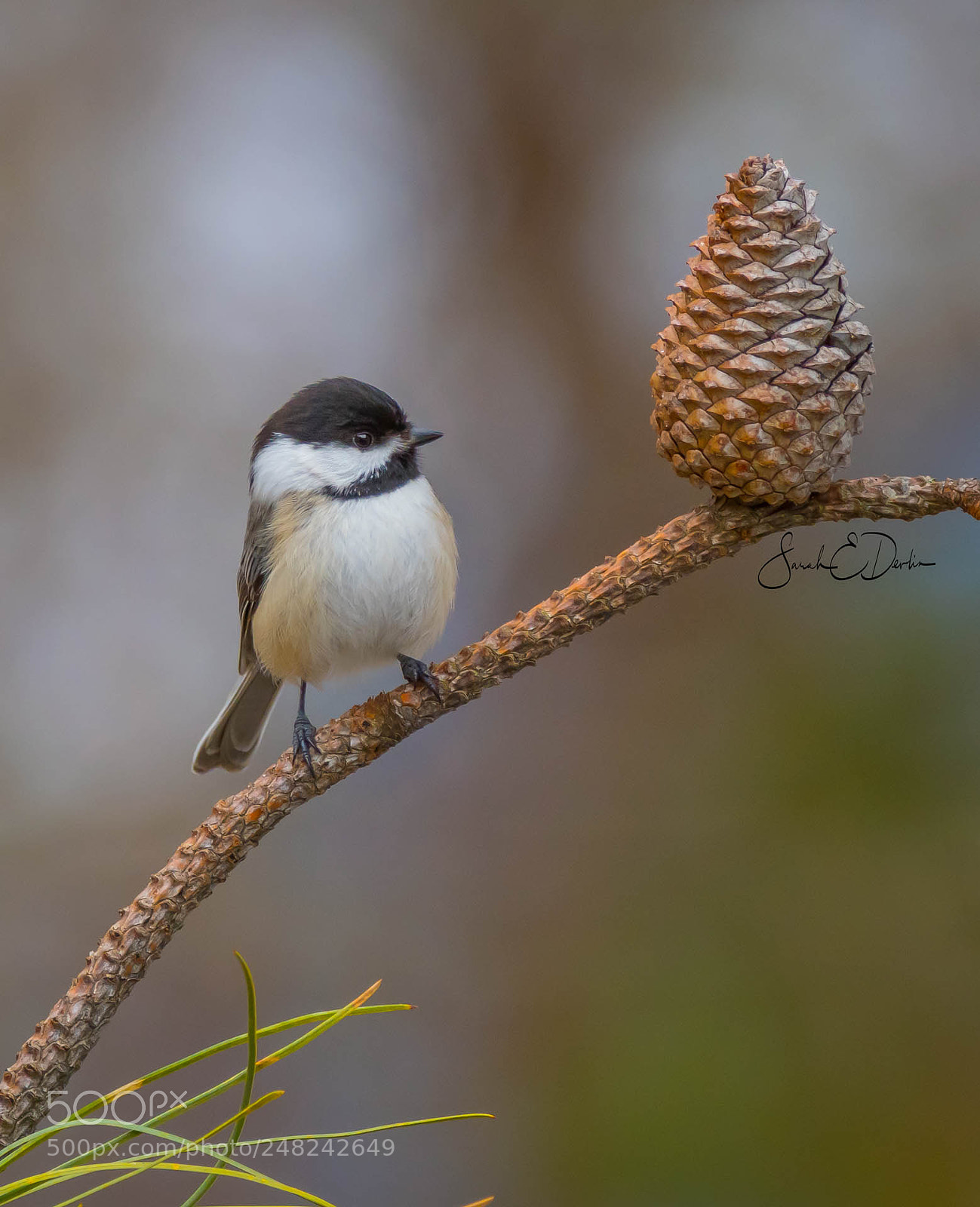 Nikon D500 sample photo. Black capped chickadee photography