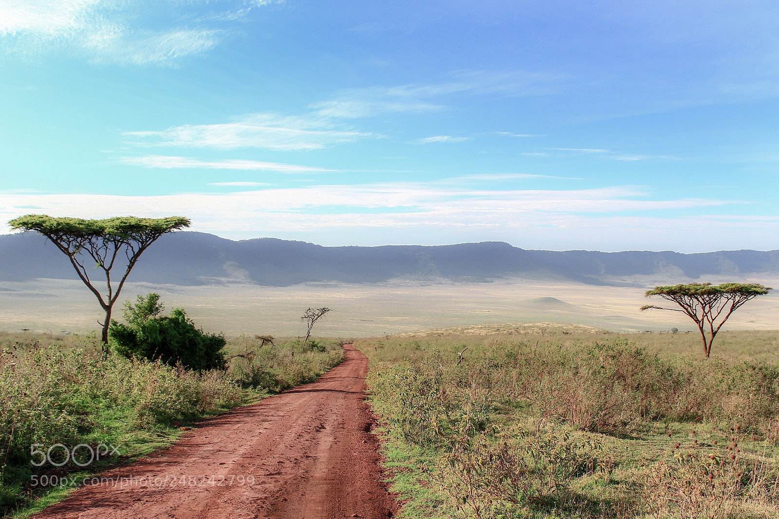 Canon EOS 1200D (EOS Rebel T5 / EOS Kiss X70 / EOS Hi) sample photo. Dirt road between acacias photography