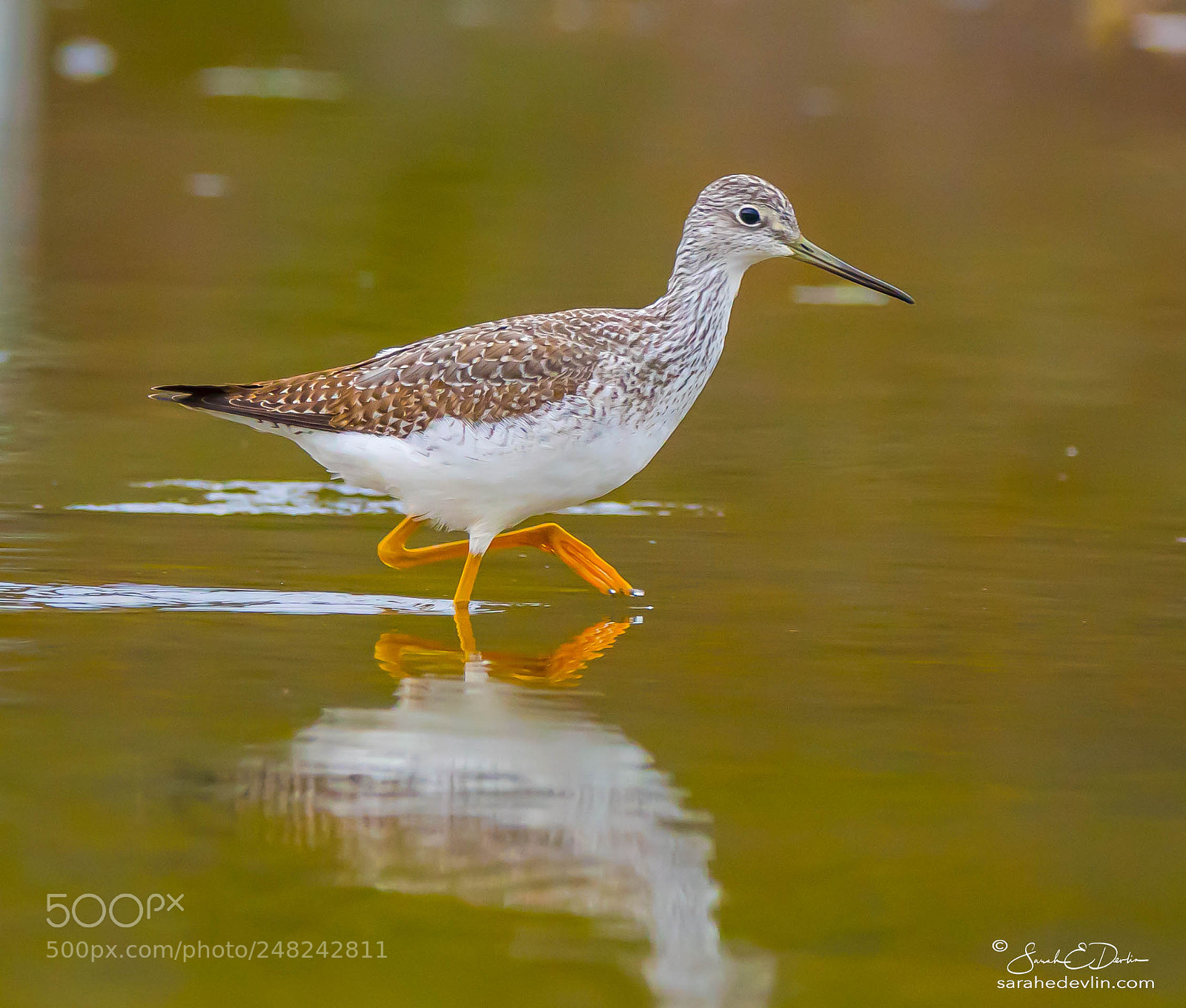 Nikon D500 sample photo. Greater yellowlegs photography
