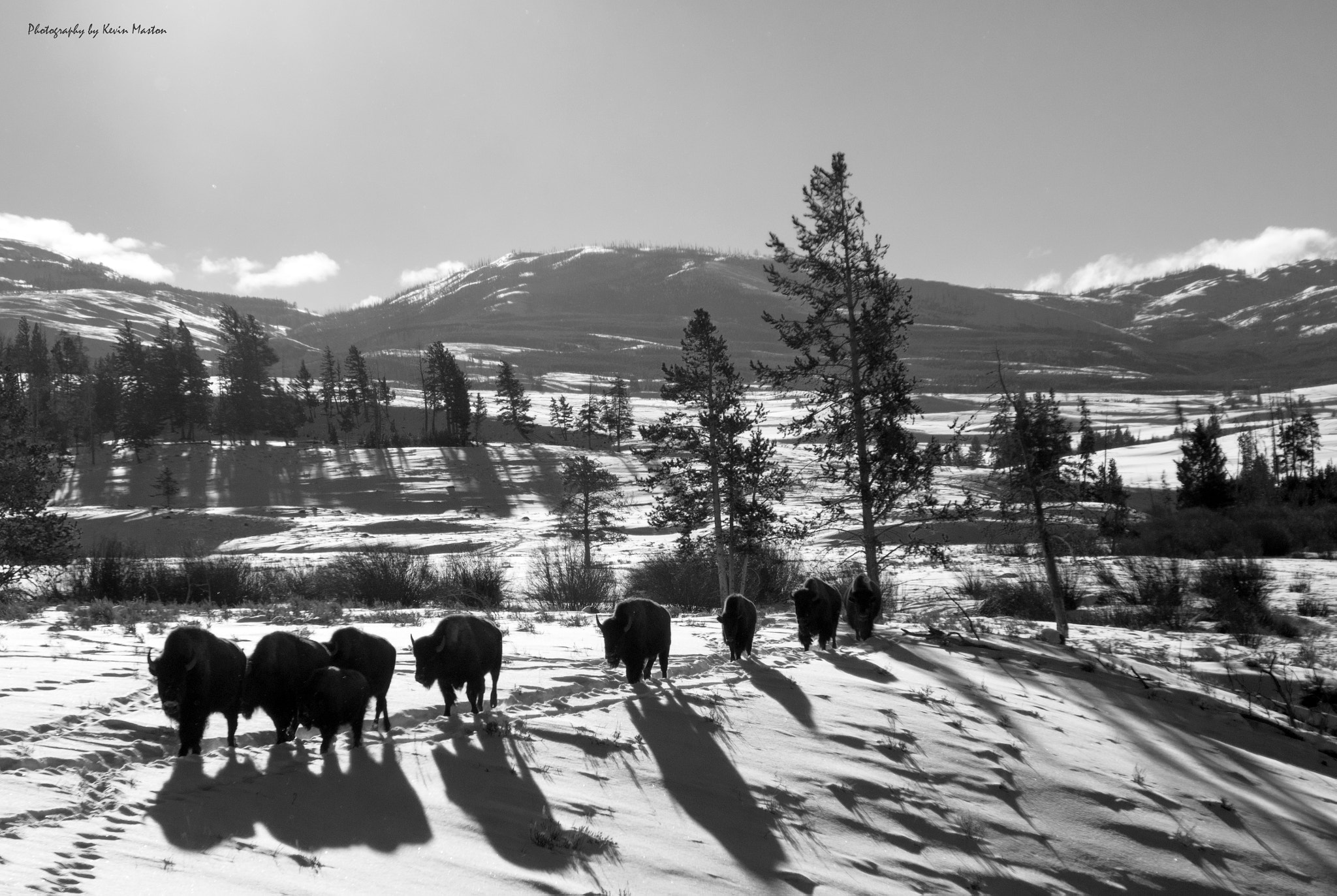 Sony Cyber-shot DSC-RX10 II sample photo. Yellowstone rite of passage photography