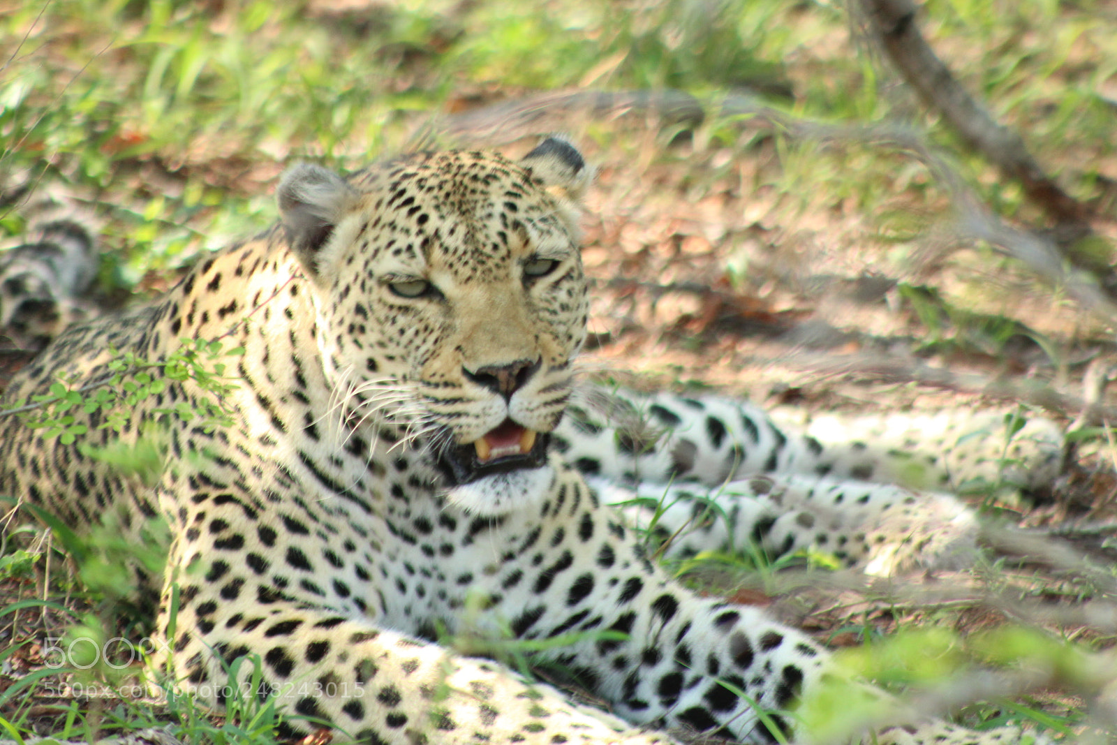 Canon EF 75-300mm f/4-5.6 sample photo. Untitled photography